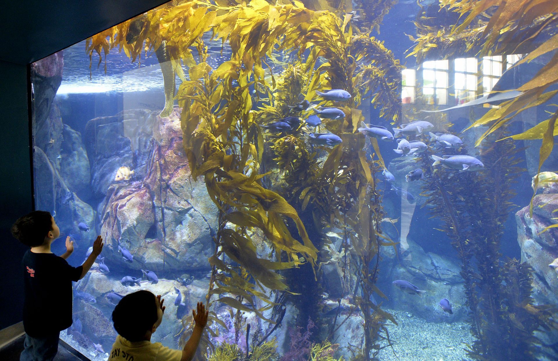 Aquarium of the Pacific in Long Beach (Image via Getty)